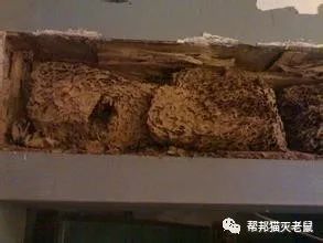 灭跳蚤杀跳蚤服务公司_广州除跳蚤公司_广州灭跳蚤