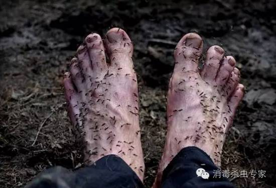 灭蚊子的绝招方便_生活小妙招灭蚊子配方_灭蚊子的方法