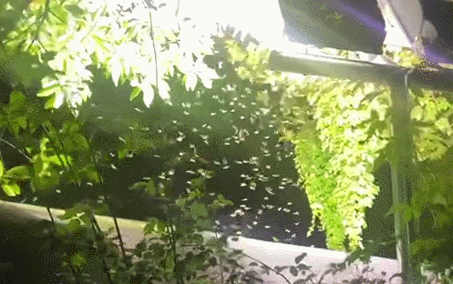 灭部门白蚁是什么行为_灭白蚁有毒吗_灭白蚁是哪个部门