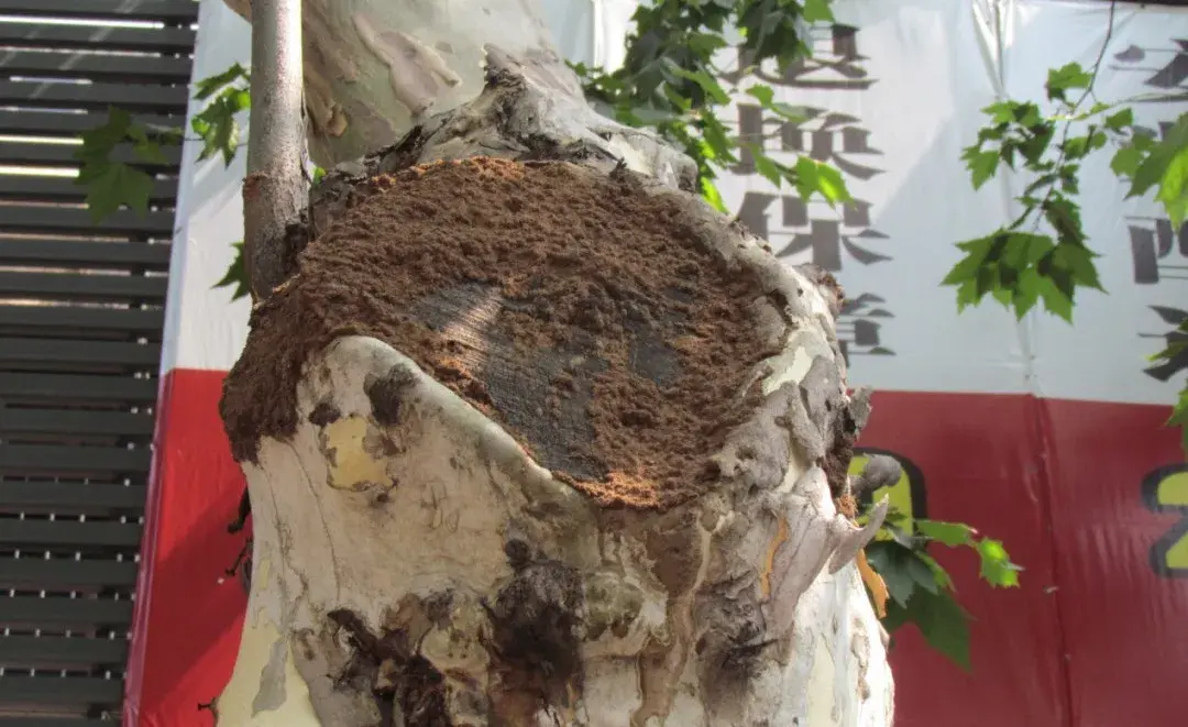 灭白蚁是哪个部门_灭部门白蚁是什么行为_灭白蚁有毒吗