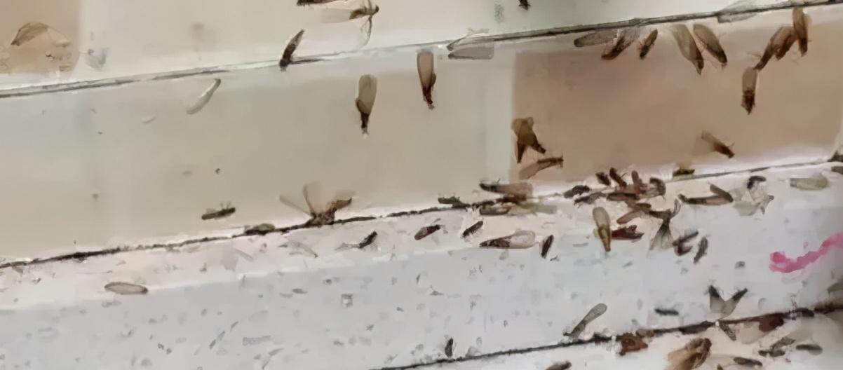 灭部门白蚁是什么行为_灭白蚁有毒吗_灭白蚁是哪个部门