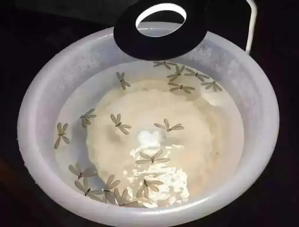 灭白蚁是哪个部门_灭白蚁有毒吗_灭部门白蚁是什么行为