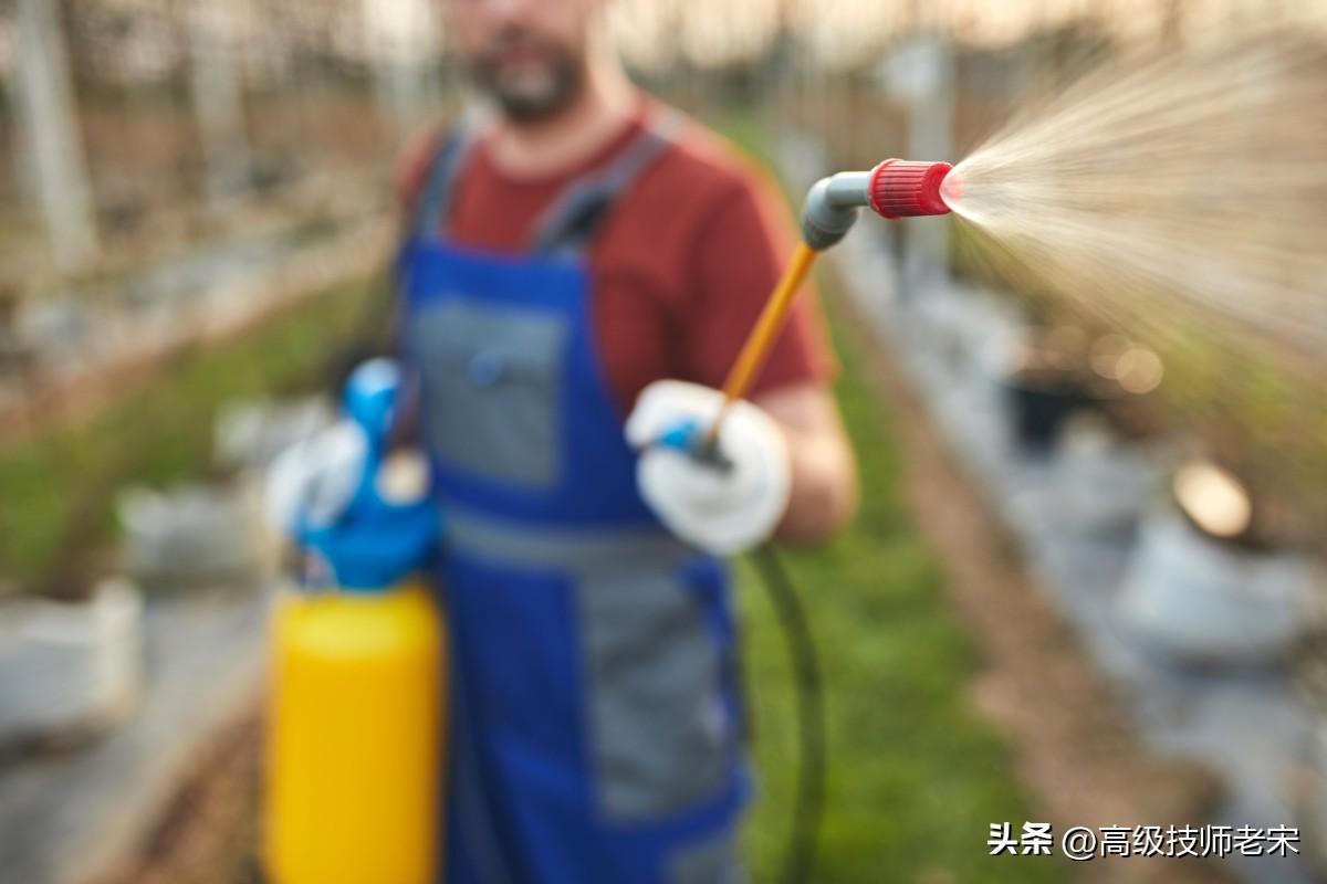 怎么灭苍蝇幼虫_苍蝇怎么消灭掉_灭苍蝇小妙招