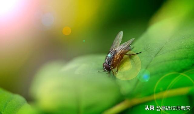 怎么灭苍蝇幼虫_苍蝇怎么消灭掉_灭苍蝇小妙招