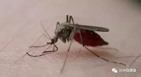 灭臭虫药纸_灭臭虫用什么药和什么办法_灭臭虫神器