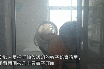灭蚊子 孕妇_孕妇灭蚊小妙招_孕妇灭蚊