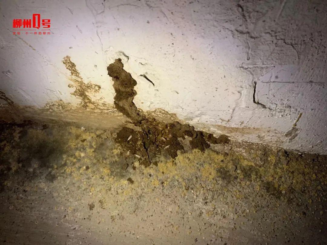 灭白蚁药的主要成分_灭白蚁药有毒吗_灭白蚁药