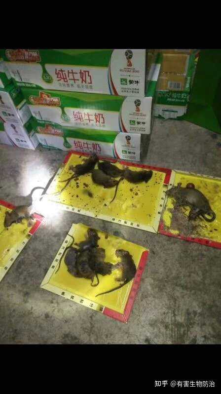 灭老鼠的药_灭老鼠的药特效药_灭老鼠特效药