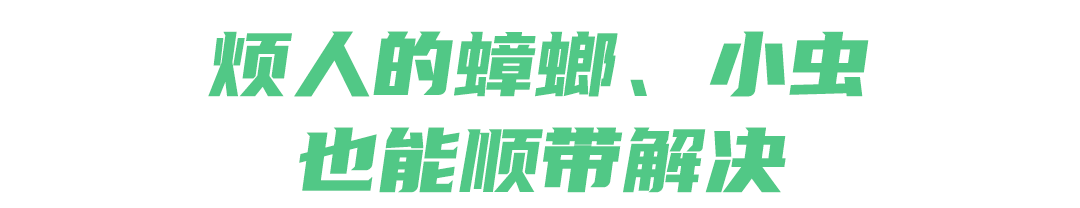 灭苍蝇的灯是紫外线吗_灭苍蝇的灯_灭苍蝇灯有用吗