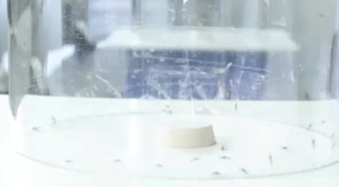 灭苍蝇的灯是紫外线吗_灭苍蝇灯有用吗_灭苍蝇的灯