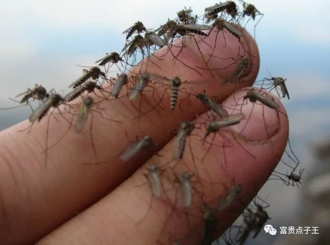 灭蚊子的100种方法_灭蚊子的绝招方便_灭蚊子方法