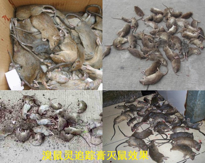 溴鼠灵追踪膏灭鼠效果.jpg