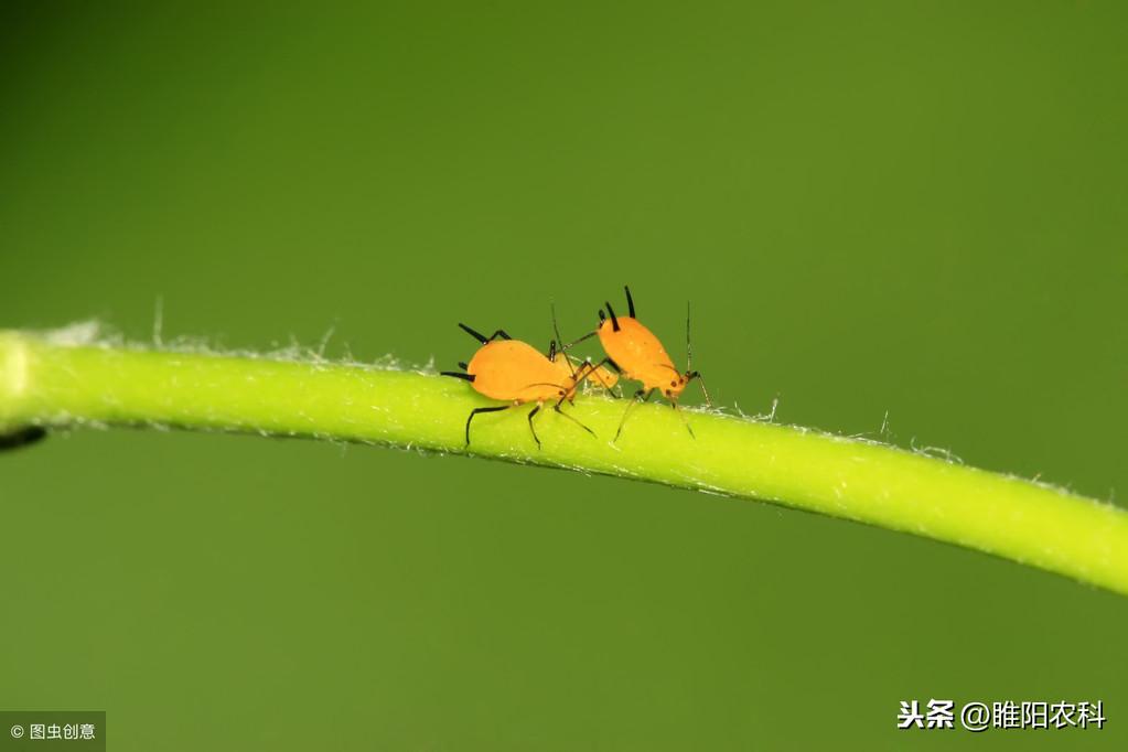 灭白蚁药的主要成分_灭白蚁药有毒吗_灭白蚁药