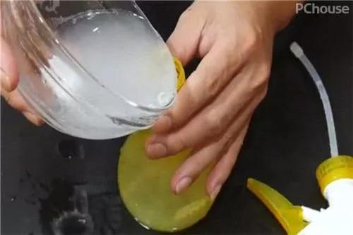 跳蚤的卵_跳蚤的卵_跳蚤的卵