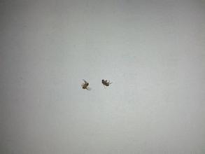 跳蚤的卵_跳蚤的卵_跳蚤的卵