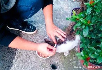灭跳蚤最有效的方法_灭跳蚤有效方法是什么_灭跳蚤的有效方法