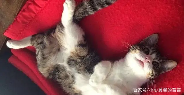 灭跳蚤有效方法是什么_灭跳蚤最有效的方法_灭跳蚤的有效方法