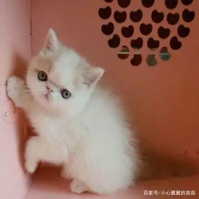 灭跳蚤最有效的方法_灭跳蚤有效方法是什么_灭跳蚤的有效方法