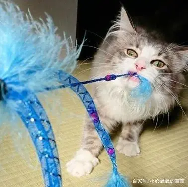 灭跳蚤有效方法是什么_灭跳蚤的有效方法_灭跳蚤最有效的方法