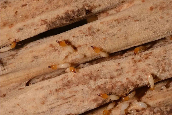 灭白蚁药有毒吗_灭白蚁农药_灭白蚁专用药