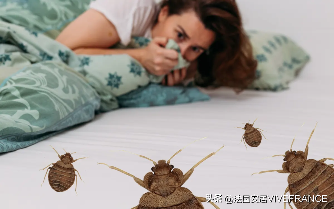 灭臭虫有效方法_灭臭虫最有效的方法_灭臭虫有效方法有哪些