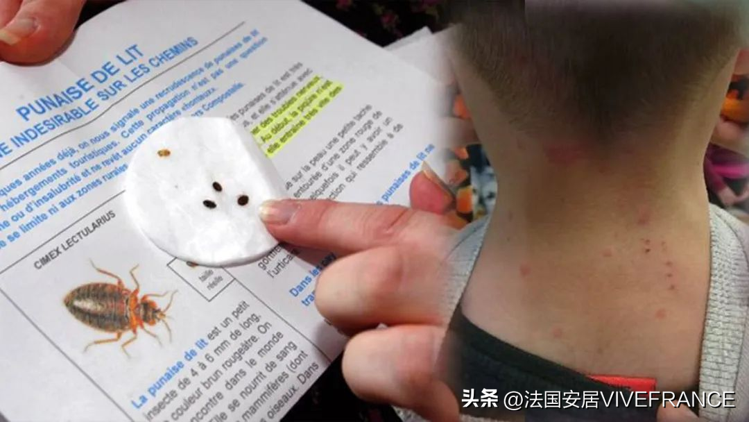 灭臭虫有效方法有哪些_灭臭虫最有效的方法_灭臭虫有效方法