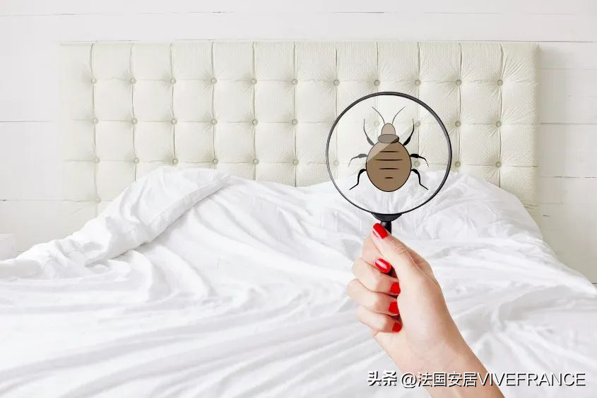 灭臭虫最有效的方法_灭臭虫有效方法_灭臭虫有效方法有哪些