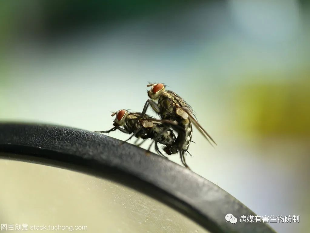 灭苍蝇器哪个好_怎么灭苍蝇_灭苍蝇灯原理