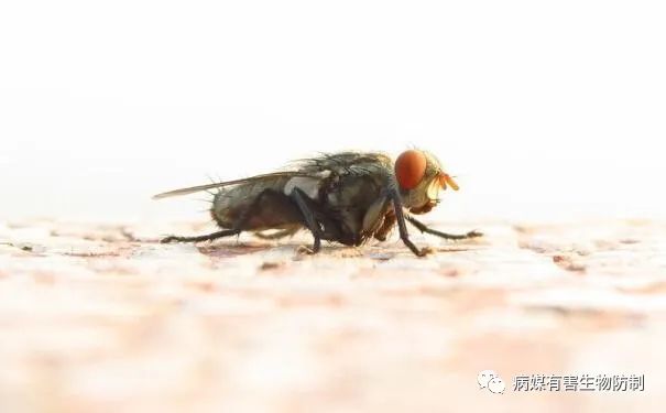 灭苍蝇灯原理_怎么灭苍蝇_灭苍蝇器哪个好