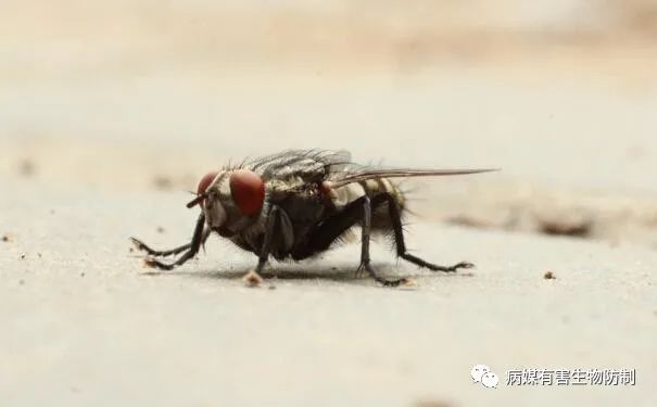 灭苍蝇灯原理_怎么灭苍蝇_灭苍蝇器哪个好