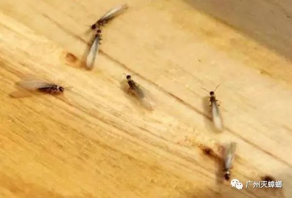 灭白蚁需要多少钱_灭白蚁要多少钱_灭白蚁需要证书吗