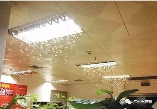 灭白蚁需要多少钱_灭白蚁要多少钱_灭白蚁需要证书吗