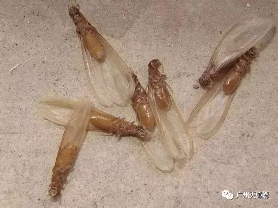 灭白蚁需要证书吗_灭白蚁需要多少钱_灭白蚁要多少钱