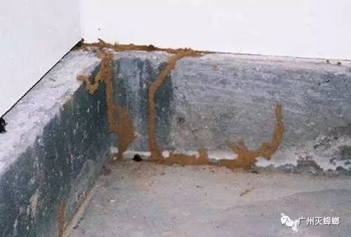 灭白蚁需要证书吗_灭白蚁要多少钱_灭白蚁需要多少钱