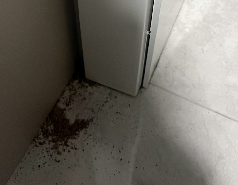 灭白蚁要多少钱_灭白蚁要钱吗_灭白蚁一次1500