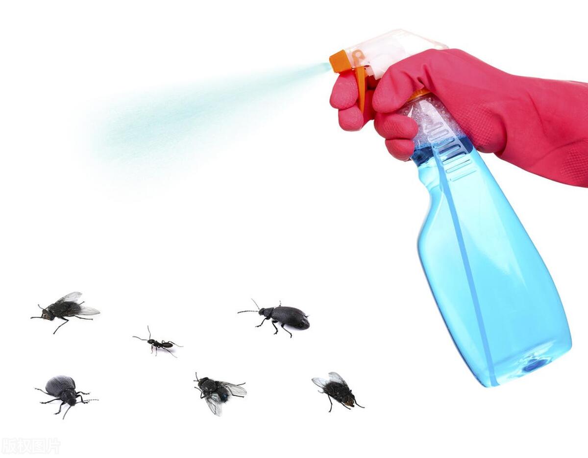 灭臭虫有效方法图片_灭臭虫有效方法_灭臭虫用什么药和什么办法