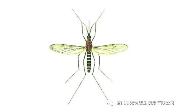 灭老鼠服务公司_灭老鼠找哪家公司好_灭老鼠的公司