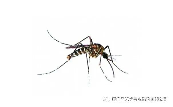 灭老鼠找哪家公司好_灭老鼠服务公司_灭老鼠的公司