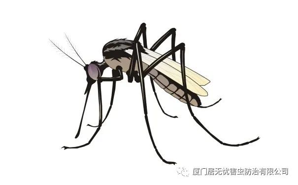 灭老鼠服务公司_灭老鼠找哪家公司好_灭老鼠的公司