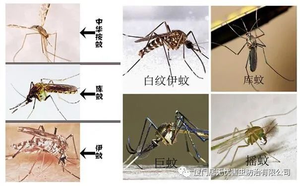 灭老鼠的公司_灭老鼠找哪家公司好_灭老鼠服务公司