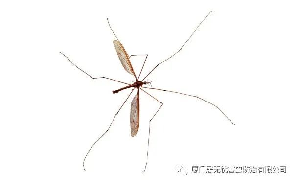 灭老鼠服务公司_灭老鼠的公司_灭老鼠找哪家公司好
