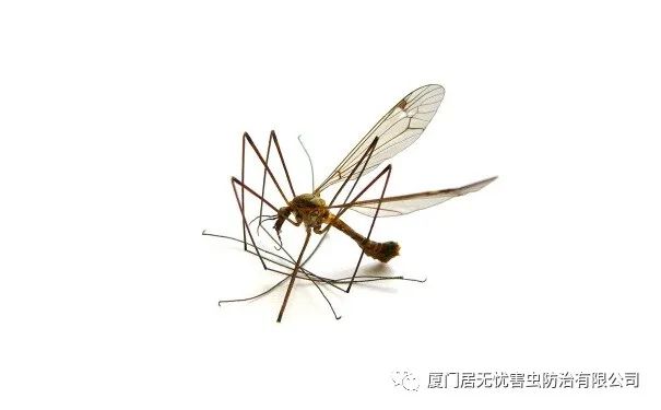 灭老鼠找哪家公司好_灭老鼠的公司_灭老鼠服务公司