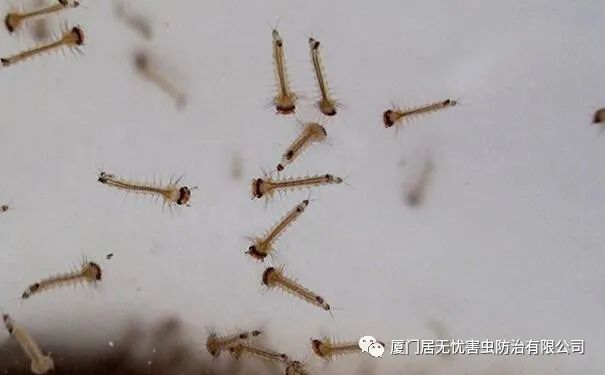 灭老鼠服务公司_灭老鼠的公司_灭老鼠找哪家公司好