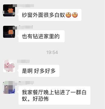 白蚁图片_白蚁图片真实照片_白蚁图片大全大图高清