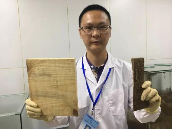 白蚁图片真实照片_白蚁图片_白蚁图片大全大图高清