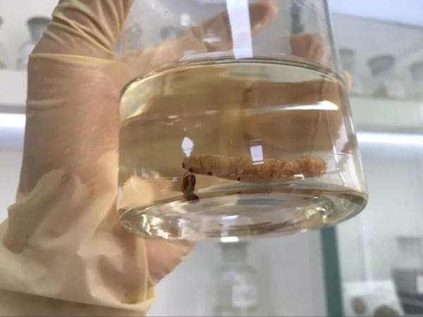 白蚁图片大全大图高清_白蚁图片真实照片_白蚁图片