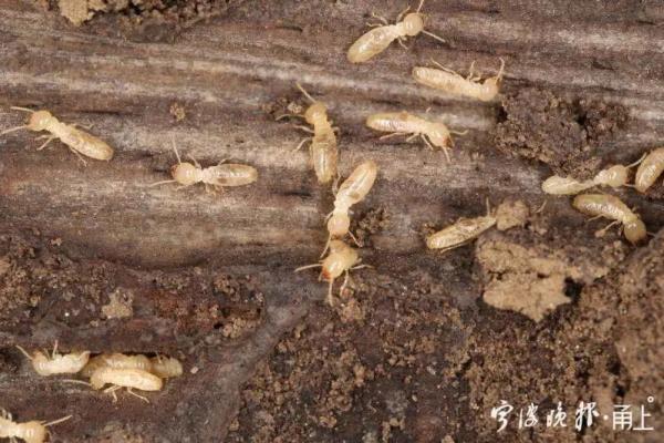 白蚁图片有几种_白蚁图片_白蚁图片危害