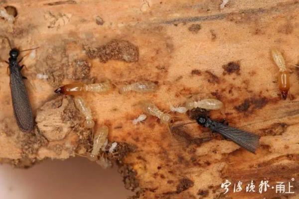 白蚁图片危害_白蚁图片_白蚁图片有几种