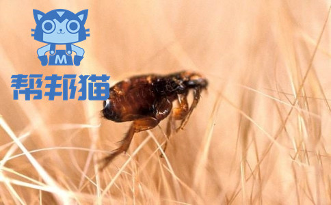 灭跳蚤的最好方法_灭跳蚤的方法_灭跳蚤妙招