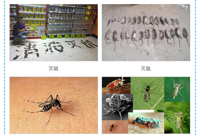灭白蚁部门_灭白蚁是哪个部门_专业灭白蚁团队